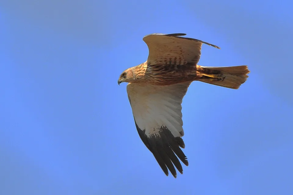 Circus aeruginosus