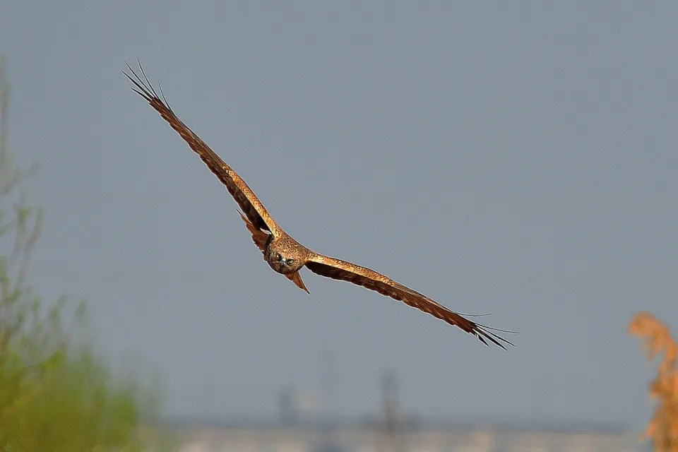 Circus aeruginosus