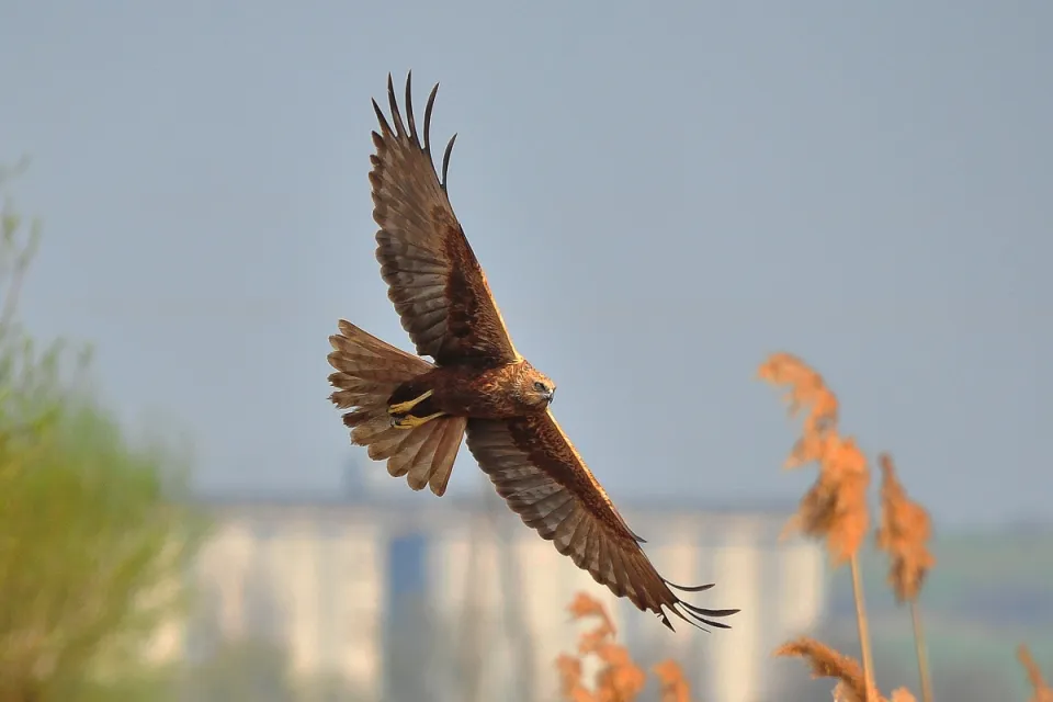Circus aeruginosus