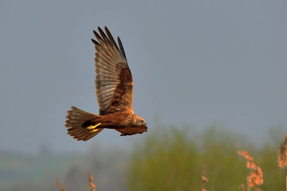 Circus aeruginosus