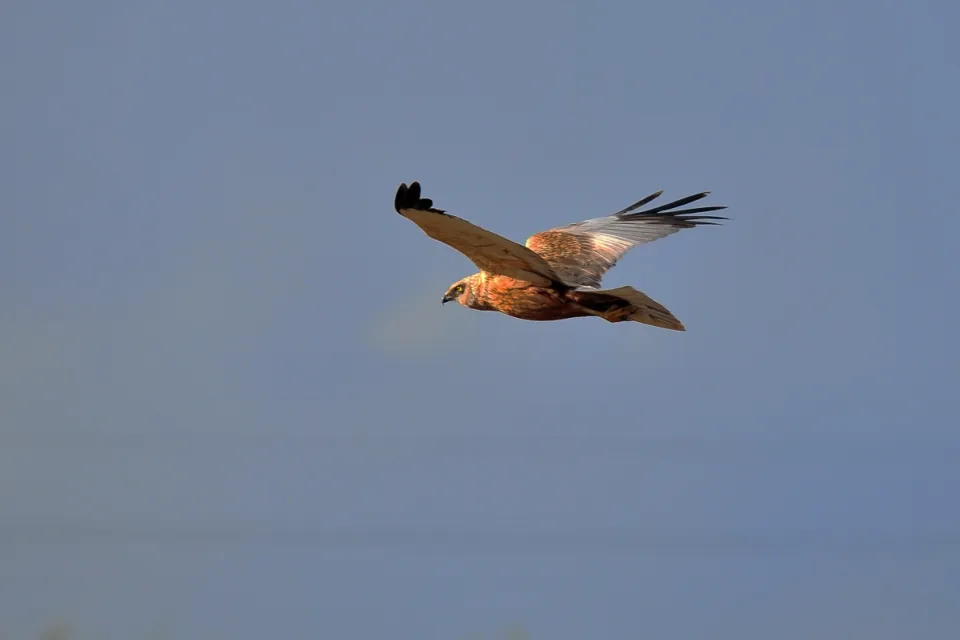 Circus aeruginosus