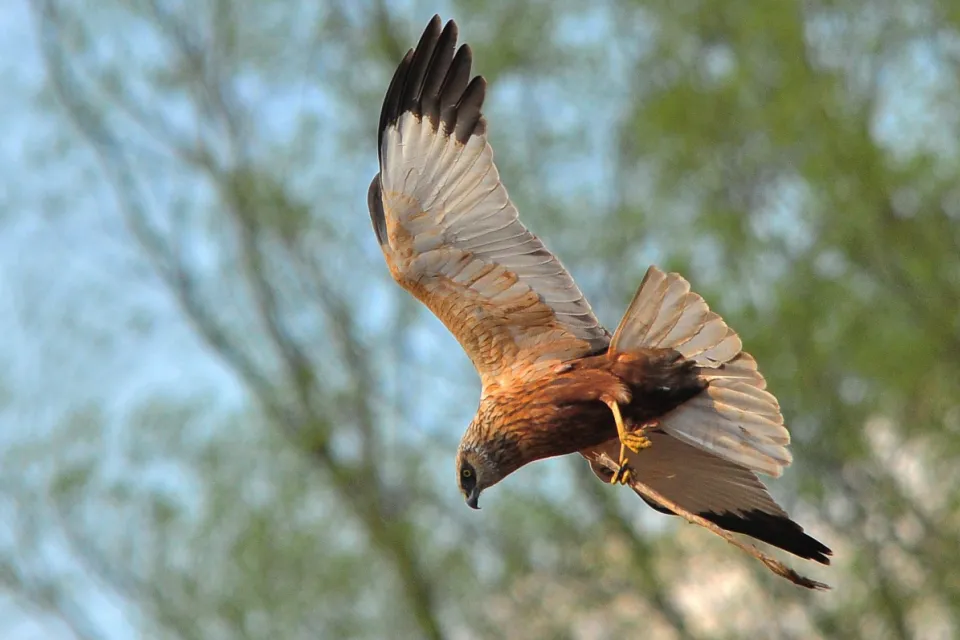 Circus aeruginosus