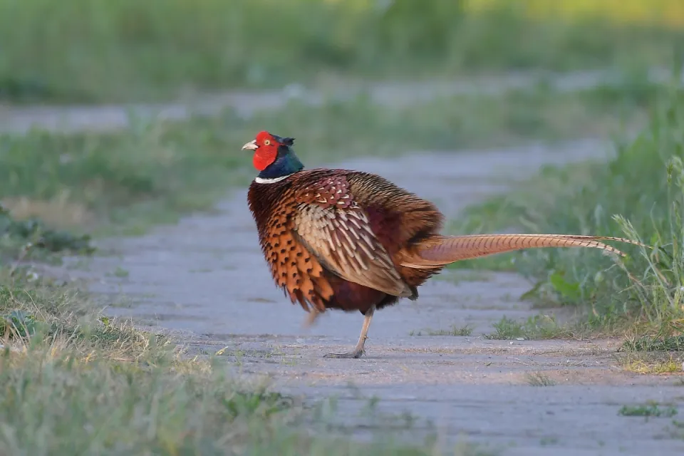 Phasianus colchicus