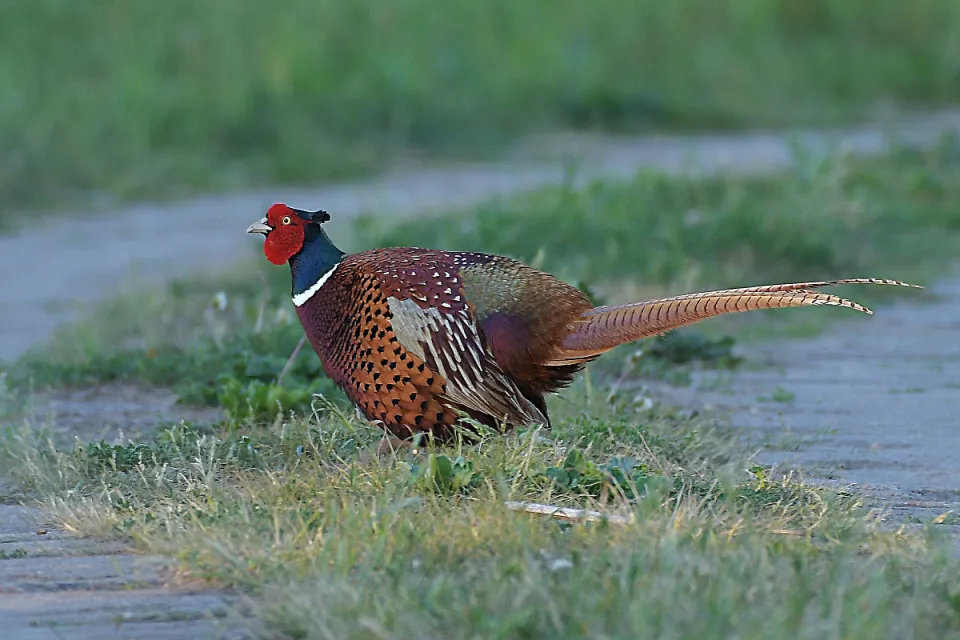 Phasianus colchicus