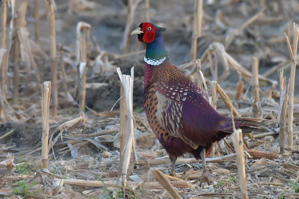 Phasianus colchicus