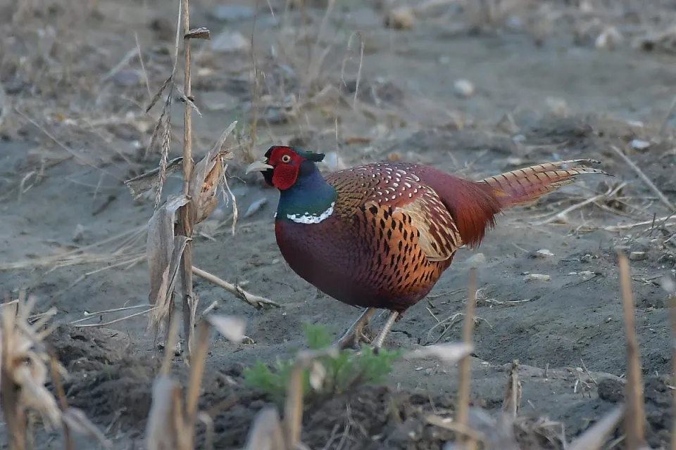 Phasianus colchicus