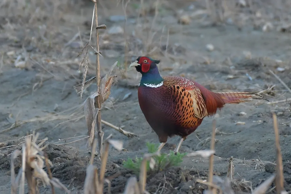 Phasianus colchicus