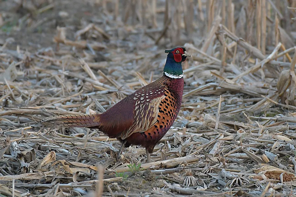 Phasianus colchicus