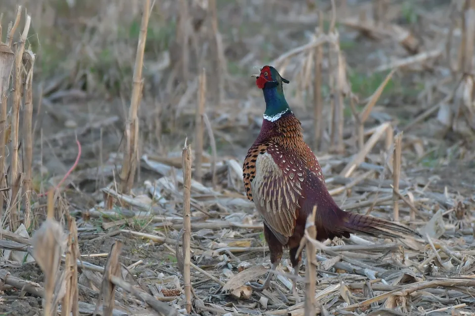Phasianus colchicus
