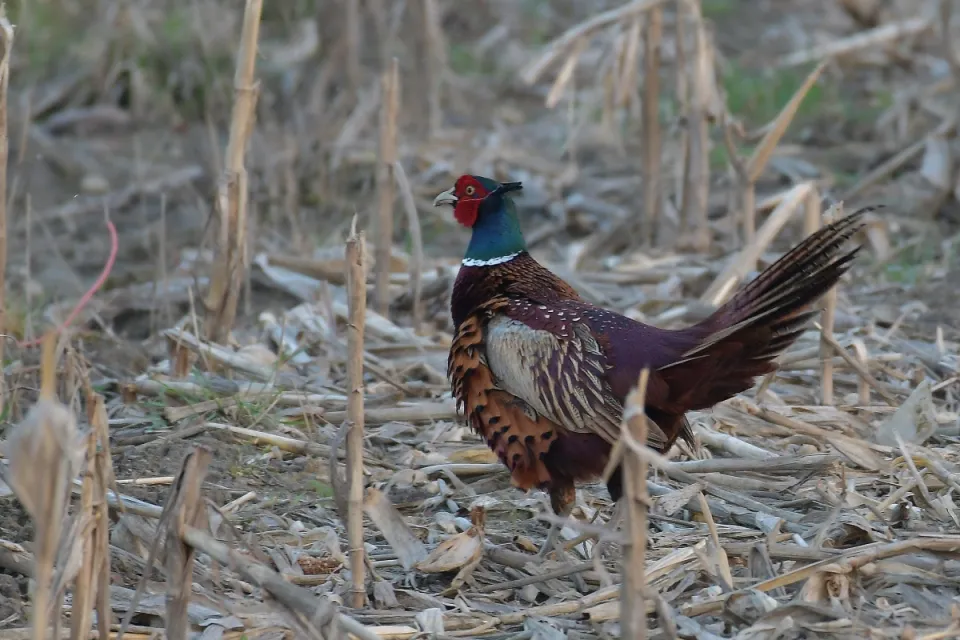 Phasianus colchicus