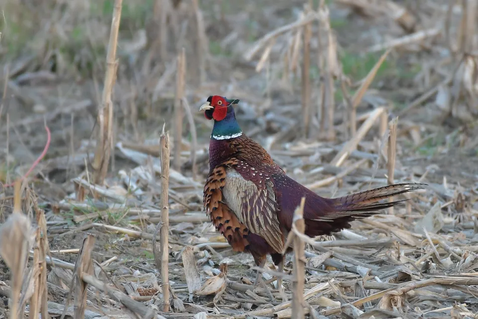 Phasianus colchicus