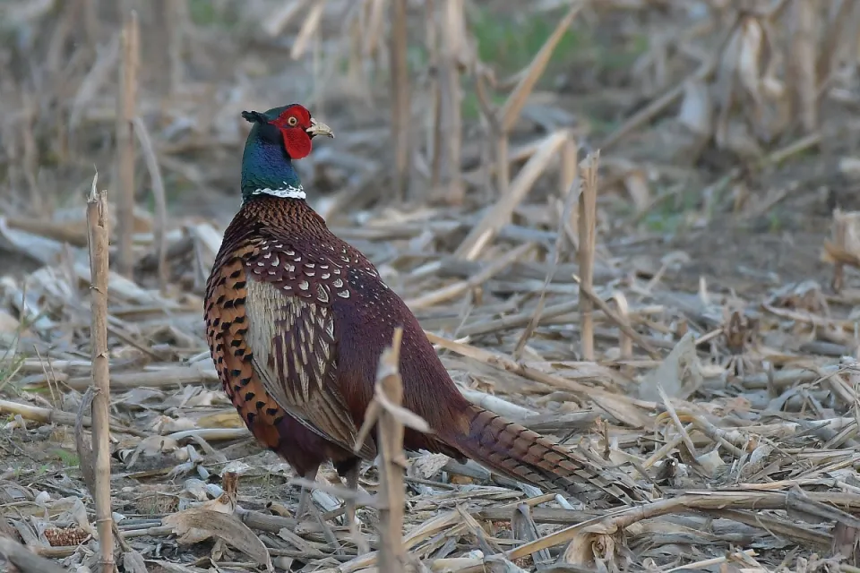 Phasianus colchicus