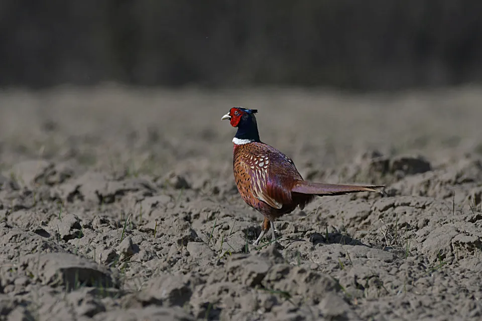 Phasianus colchicus