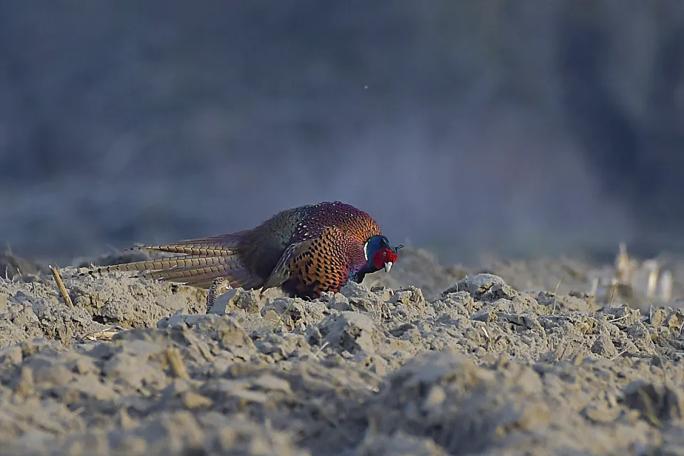 Phasianus colchicus