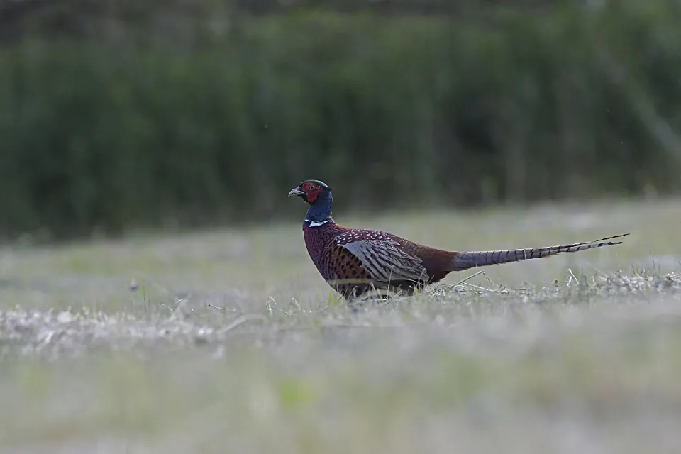 Phasianus colchicus