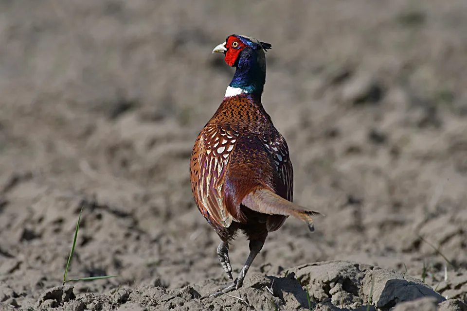 Phasianus colchicus