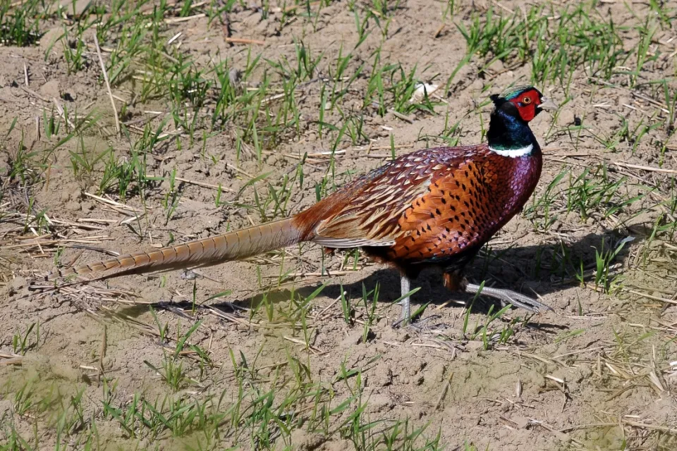 Phasianus colchicus