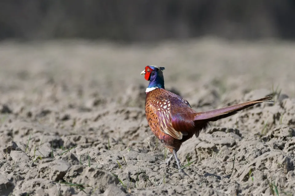 Phasianus colchicus