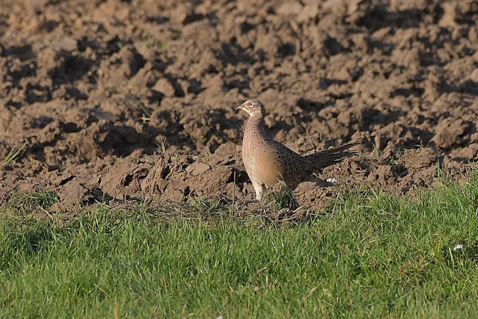 Phasianus colchicus
