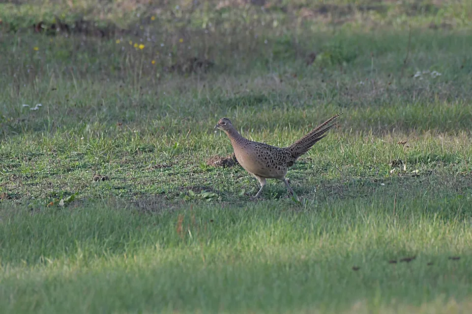 Phasianus colchicus