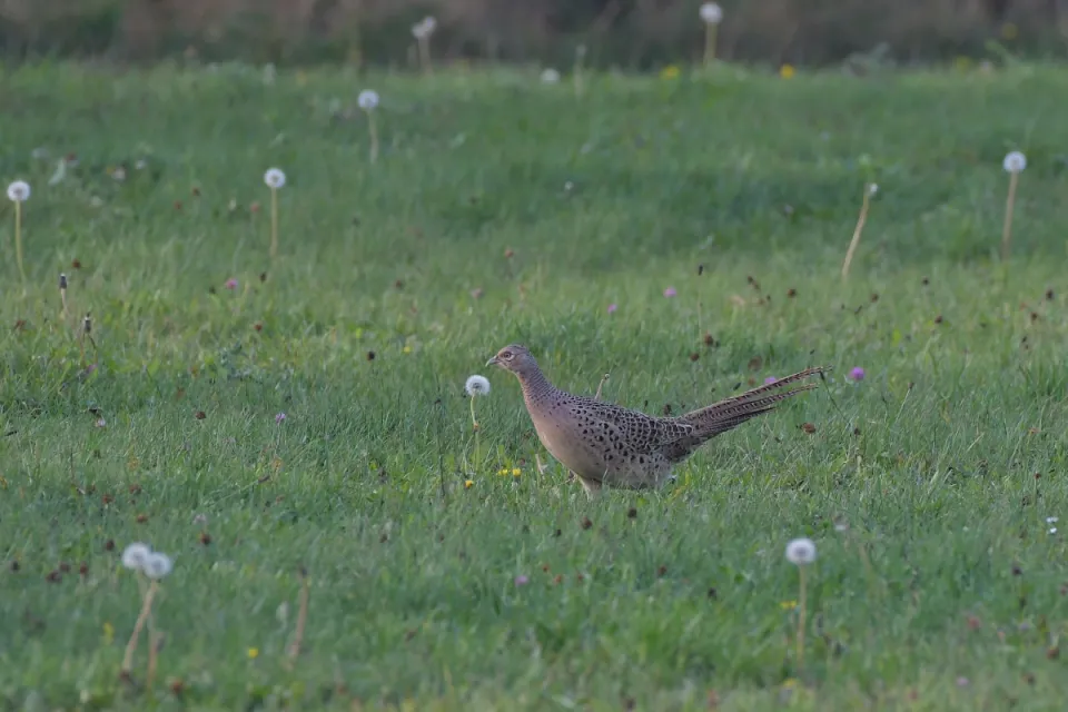 Phasianus colchicus