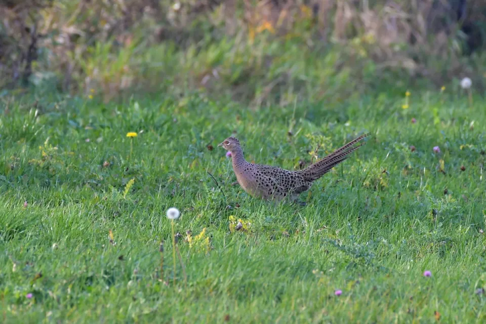 Phasianus colchicus