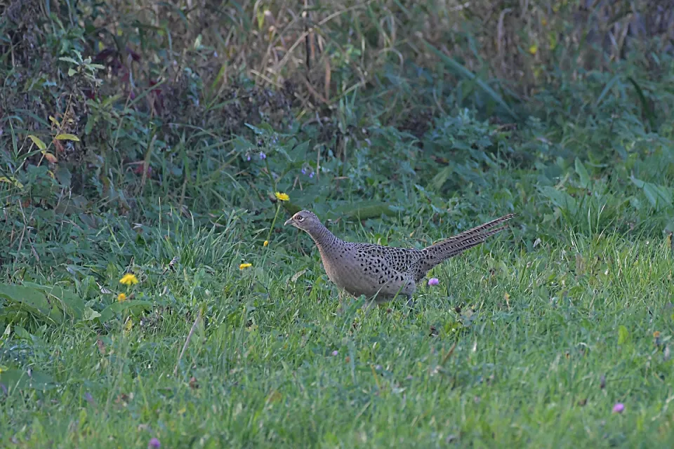 Phasianus colchicus