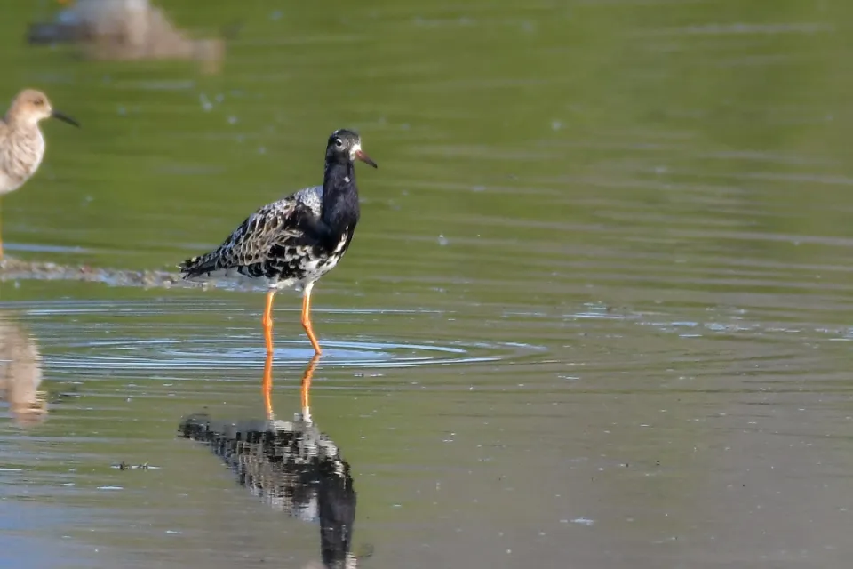 Calidris pugnax
