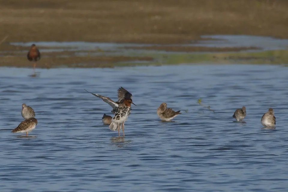 Calidris pugnax