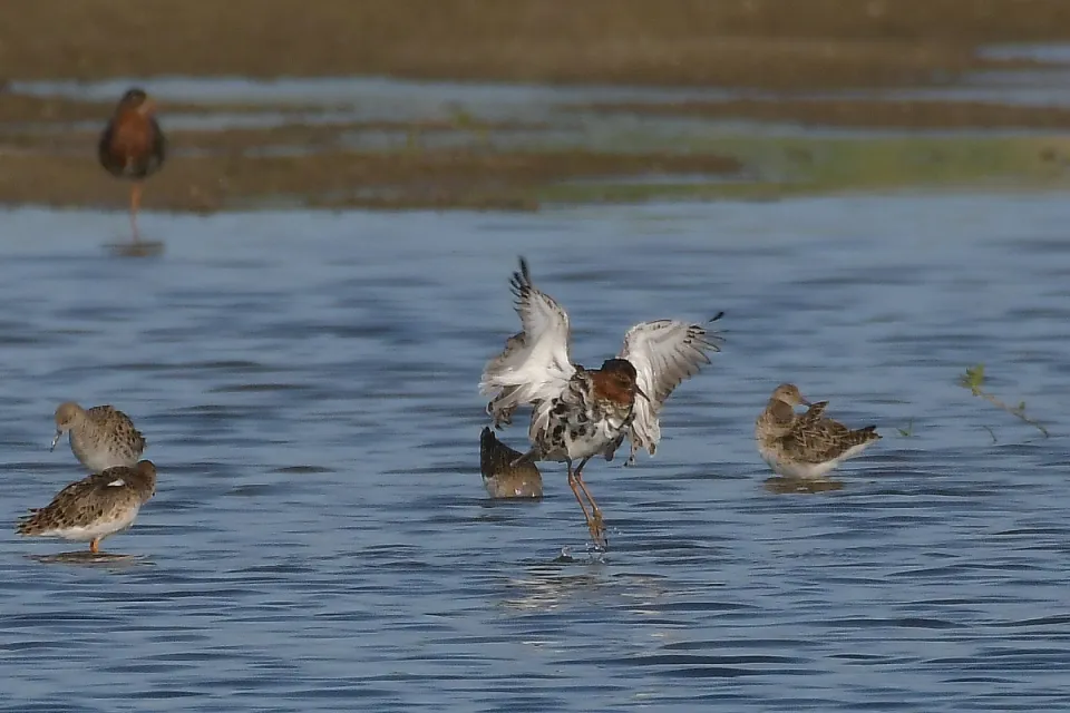 Calidris pugnax