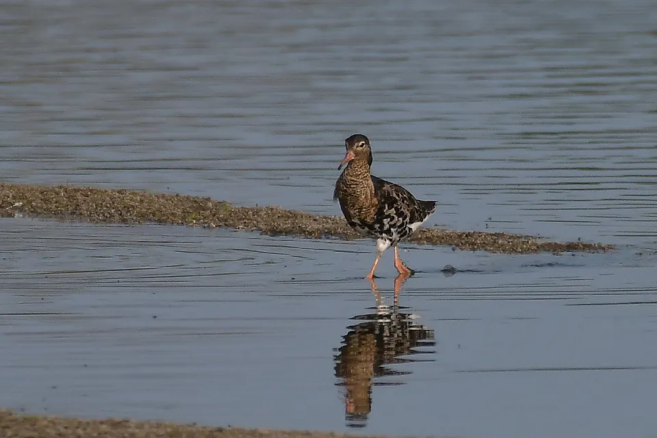 Calidris pugnax
