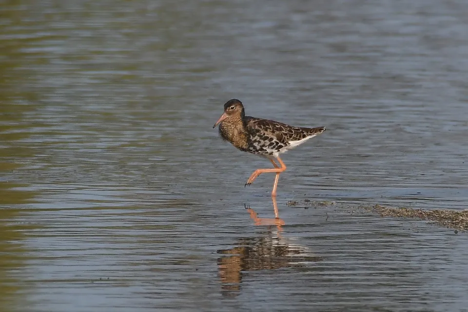 Calidris pugnax