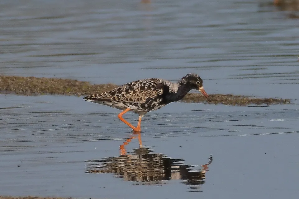 Calidris pugnax