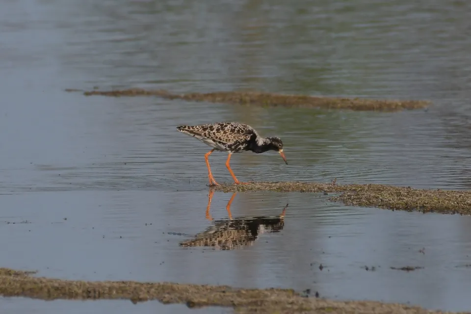 Calidris pugnax