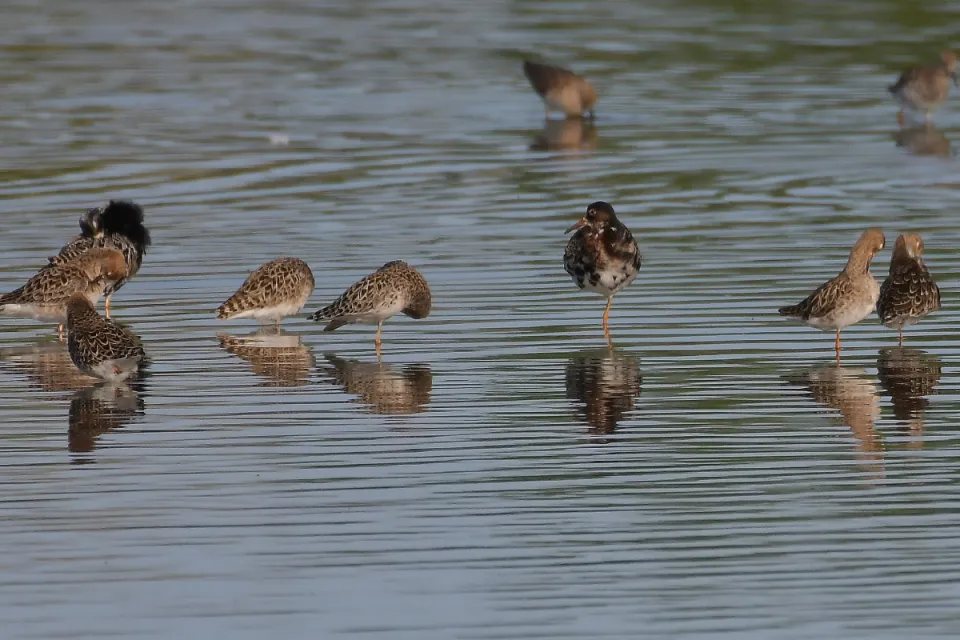 Calidris pugnax