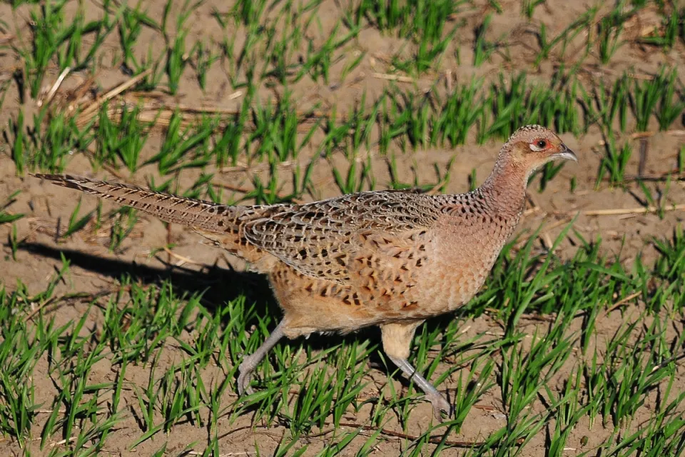 Phasianus colchicus