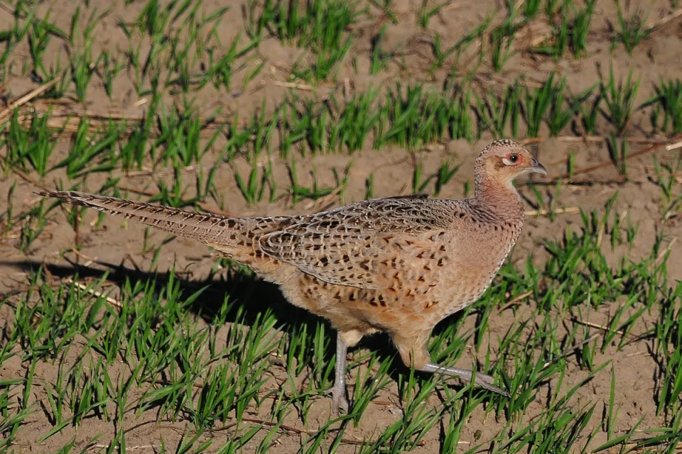Phasianus colchicus