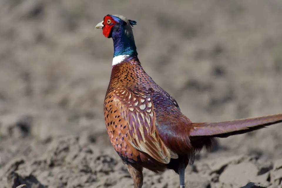 Phasianus colchicus