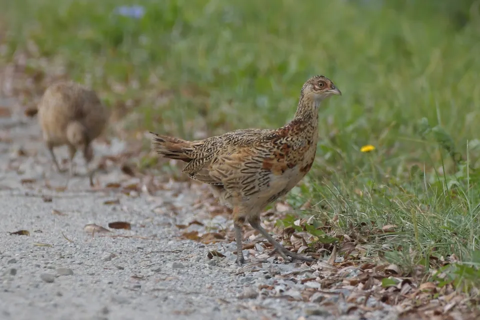 Phasianus colchicus
