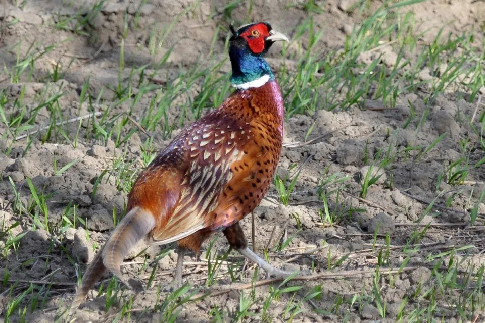 Phasianus colchicus