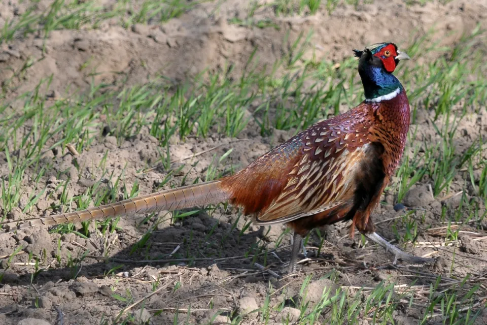 Phasianus colchicus