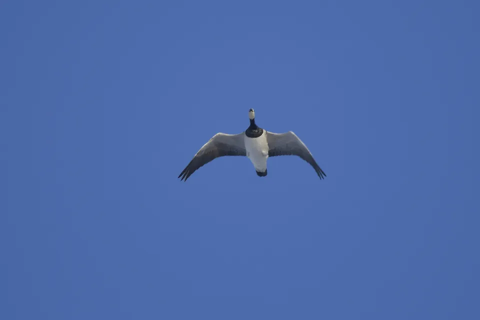 Branta leucopsis