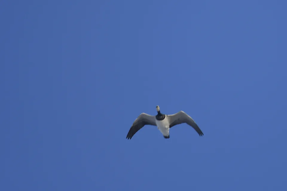 Branta leucopsis