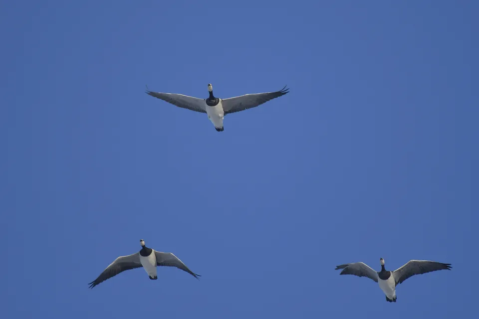 Branta leucopsis