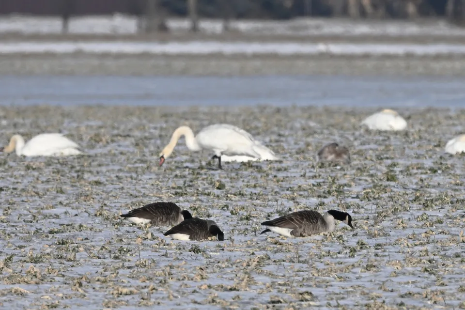 Branta canadensis