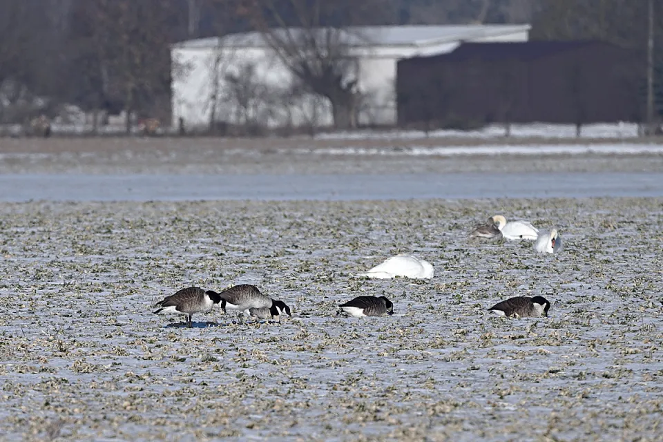 Branta canadensis