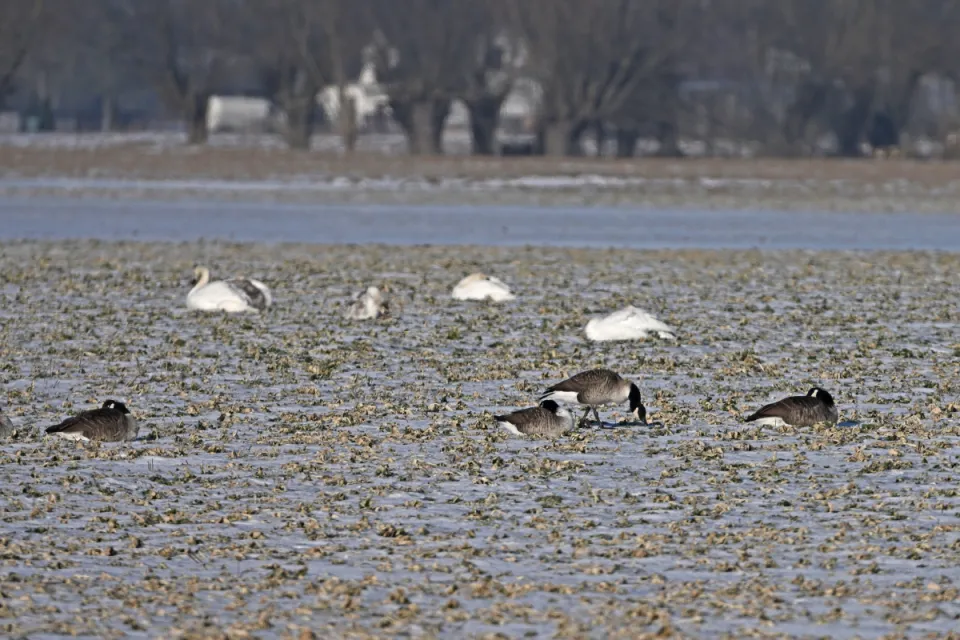 Branta canadensis