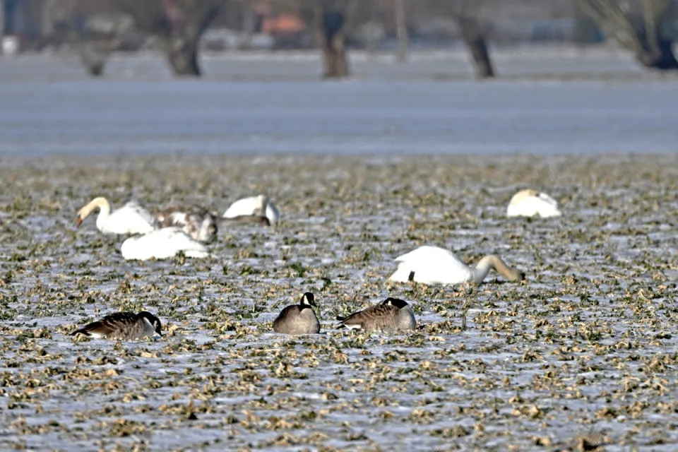 Branta canadensis