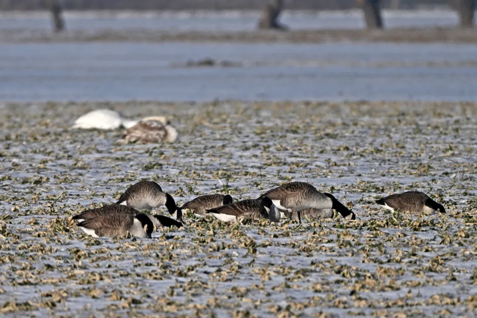 Branta canadensis