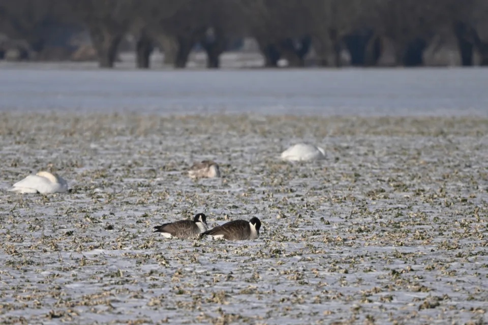 Branta canadensis